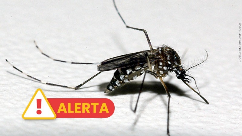 Vigilância em Saúde monitora aumento de casos de dengue no RS
