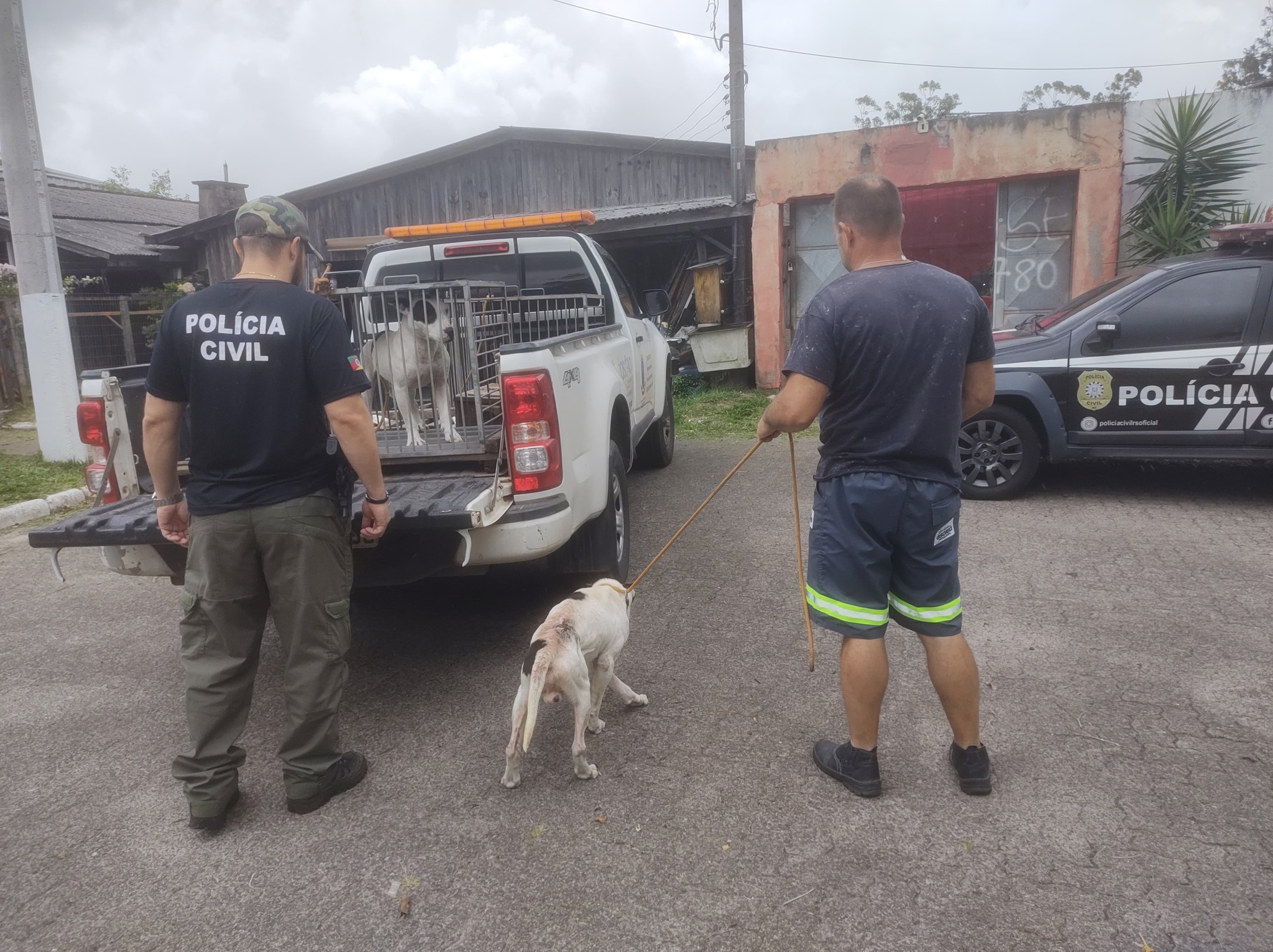 POLÍCIA CIVIL PRENDE MULHER POR MAUS TRATOS CONTRA ANIMAIS EM OSÓRIO