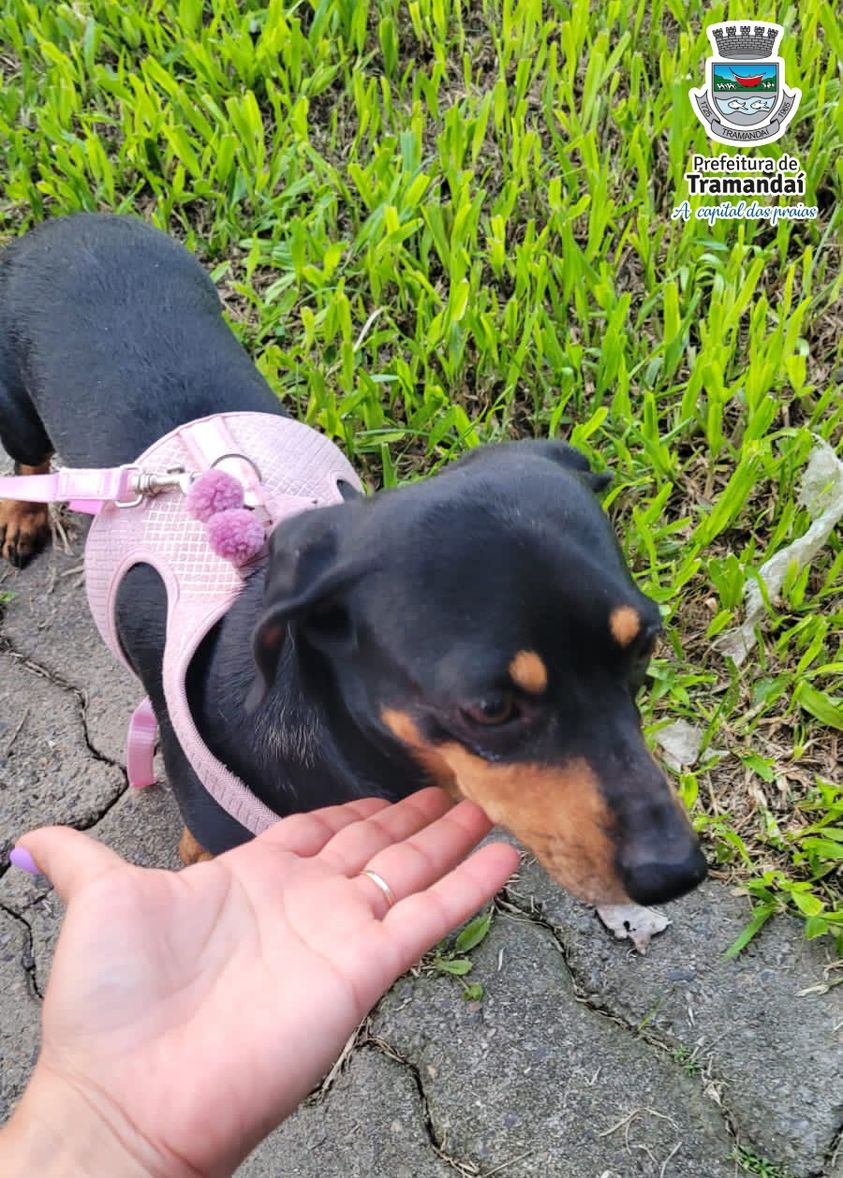 Após caso de maus-tratos cãezinhos são adotados em Tramandaí  