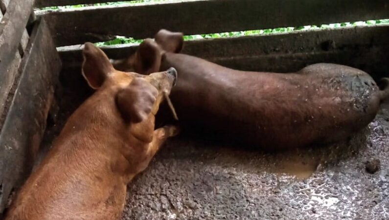 Proprietário de suínos foi notificado pelo crime de maus tratos em Torres 