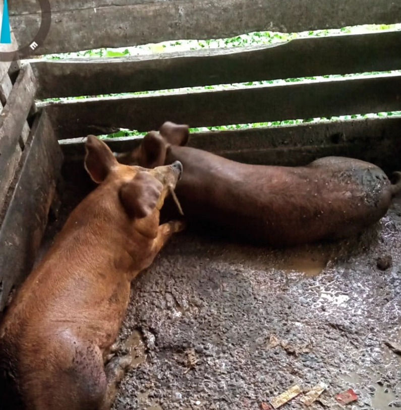 Proprietário de suínos foi notificado pelo crime de maus tratos em Torres