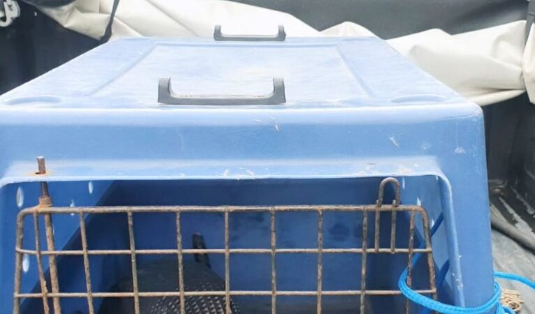 Tatú atropelado é resgatado por populares e entregue à Patram de Capão da Canoa 