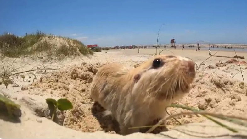 Tuco-tuco, espécie ameaçada de extinção, é registrado cavando toca em duna do Litoral Norte 