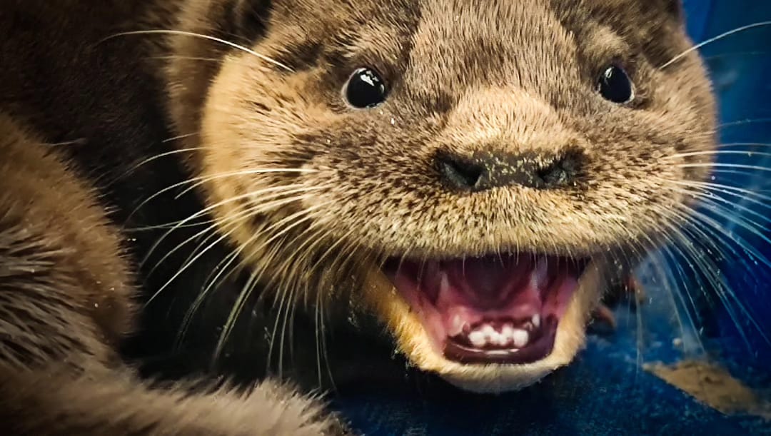 Filhote De Lontra Resgatado E Reintegrado Ao Seu Habitat Pelo Batalh O Ambiental Jornal