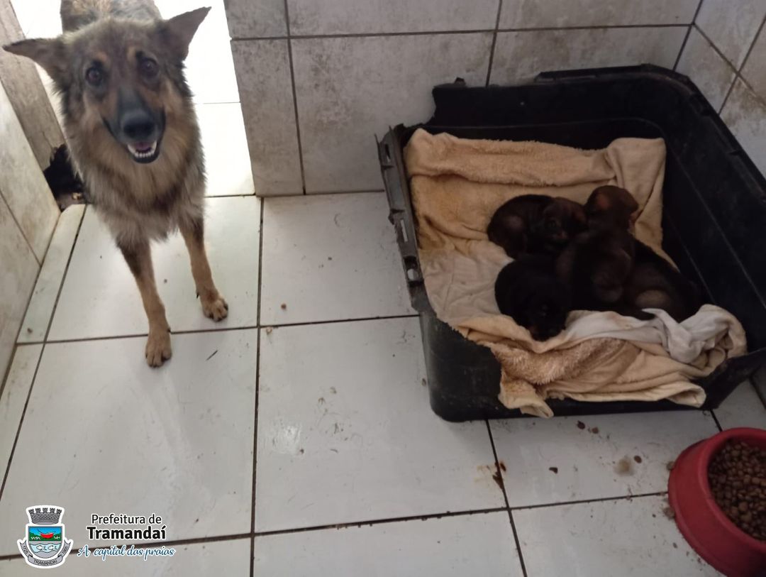 Tramandaí: Secretaria de Meio Ambiente recolhe cachorro e filhotes vítimas de abandono  