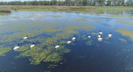 Laudo confirma gripe aviária em ave silvestre encontrada em Rio Pardo no RS 