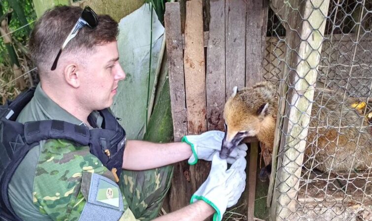 1° Batalhão Ambiental realiza salvamento de animal silvestre em Morrinhos do Sul 