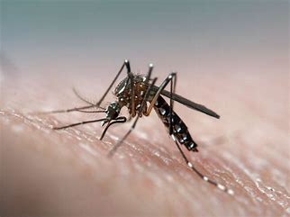 RS registra primeiro óbito por dengue em 2024 