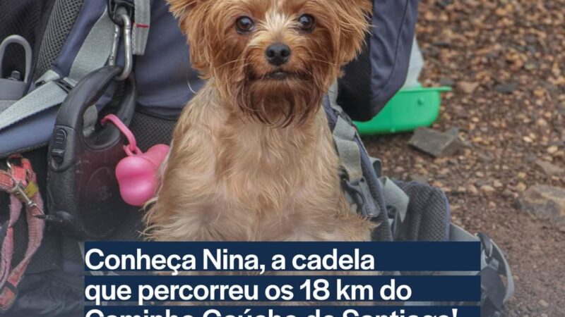 Conheça Nina, a cadela que percorreu a 3ª Caminhada com a Comunidade no Caminho Gaúcho de Santiago 