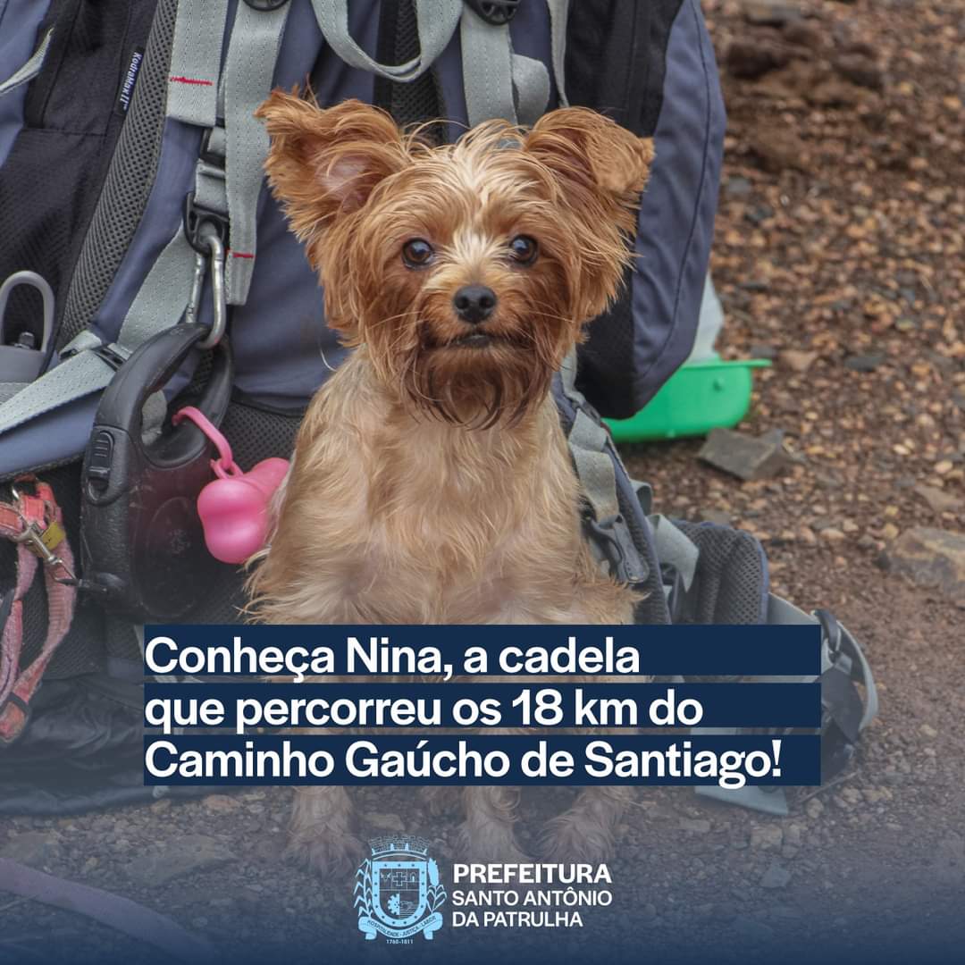 Conheça Nina, a cadela que percorreu a 3ª Caminhada com a Comunidade no Caminho Gaúcho de Santiago 