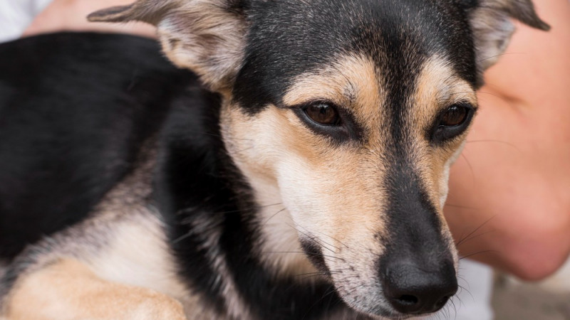 “Um cão resgatado me mordeu” – Secretaria da Saúde orienta sobre prevenção à raiva humana