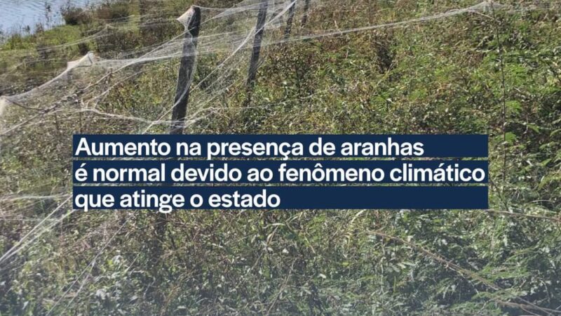 Santo Antônio da Patrulha: Aumento na presença de aranhas é normal devido ao fenômeno climático que atinge o estado