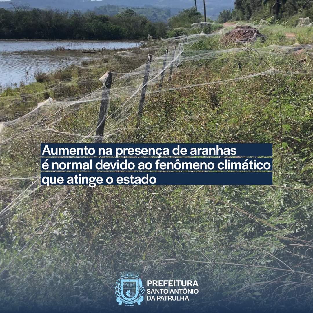 Santo Antônio da Patrulha: Aumento na presença de aranhas é normal devido ao fenômeno climático que atinge o estado