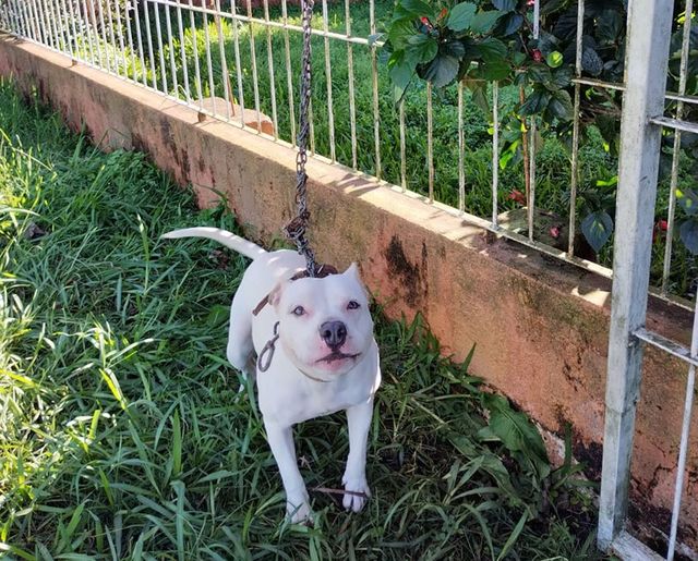 SUSPEITA DE MAUS-TRATOS A ANIMAL, MULHER AGRIDE SERVIDORAS DO DEPAN E É PRESA PELA GUARDA MUNICIPAL EM IMBÉ