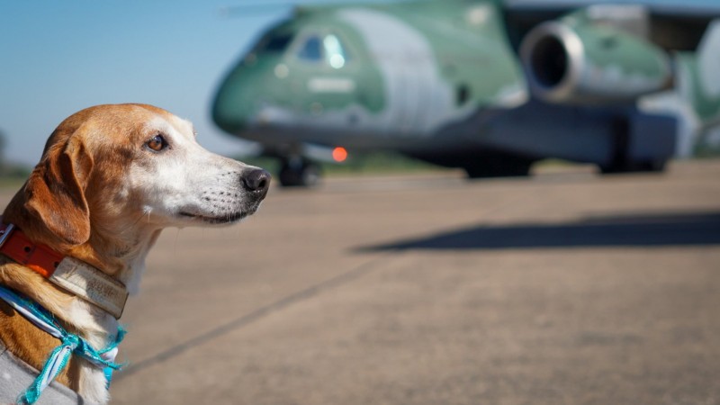 Governo do RS, Exército e Força Aérea Brasileira enviam 55 cães para o Rio de Janeiro