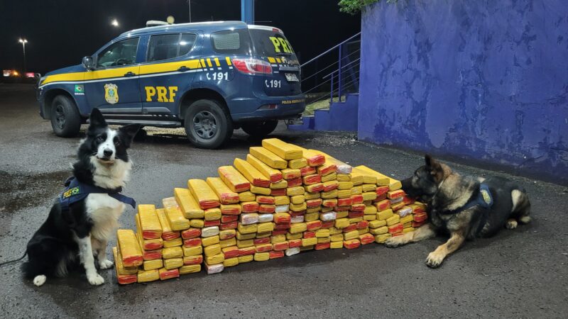 Com auxílio dos cães de faro PRF apreende 200 kg de maconha escondidas em caminhão em Osório