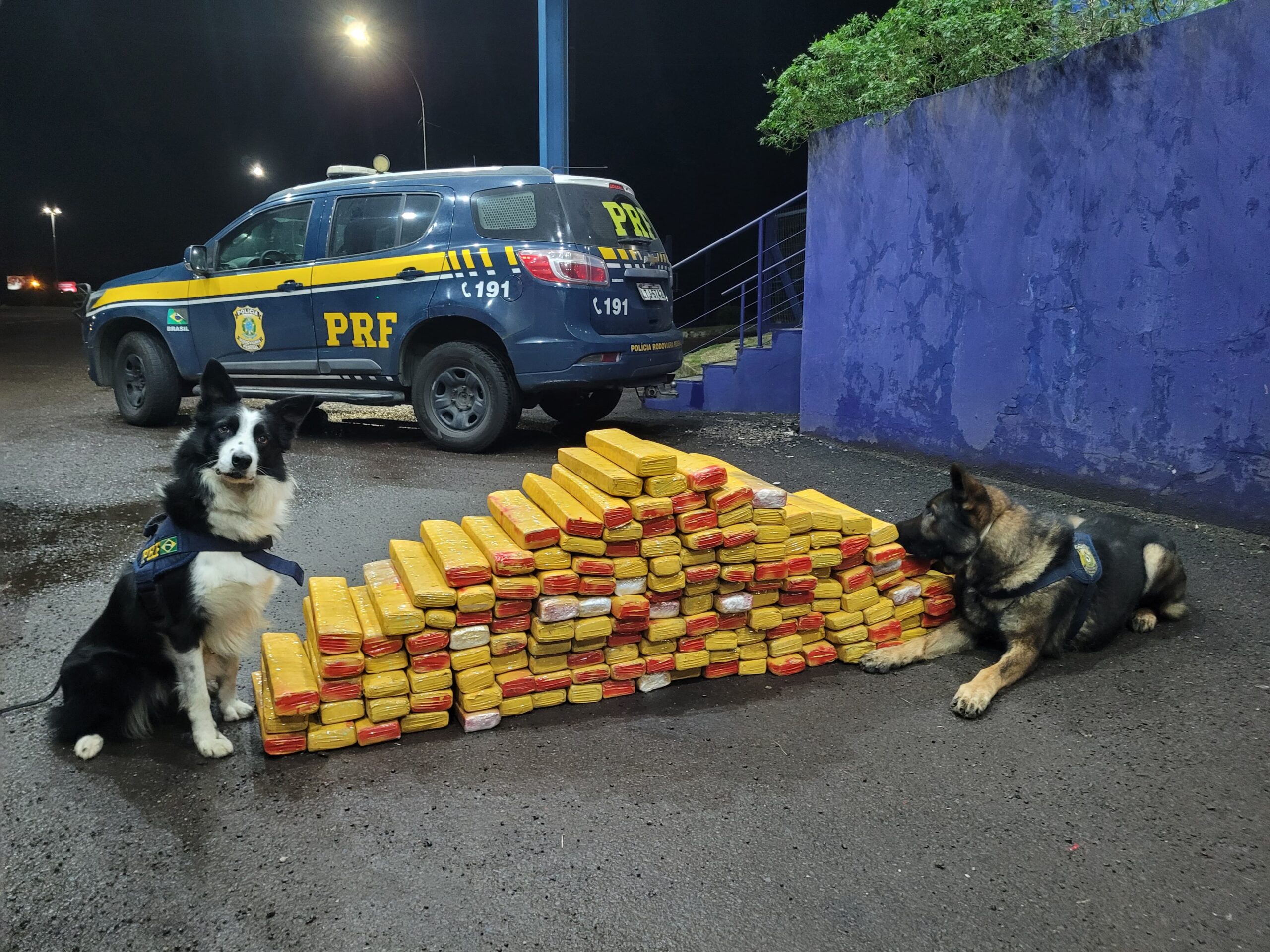 Com auxílio dos cães de faro PRF apreende 200 kg de maconha escondidas em caminhão em Osório