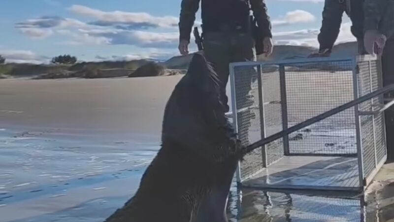 1º Batalhão Ambiental da Brigada Militar realiza salvamento de lobo-marinho em Torres