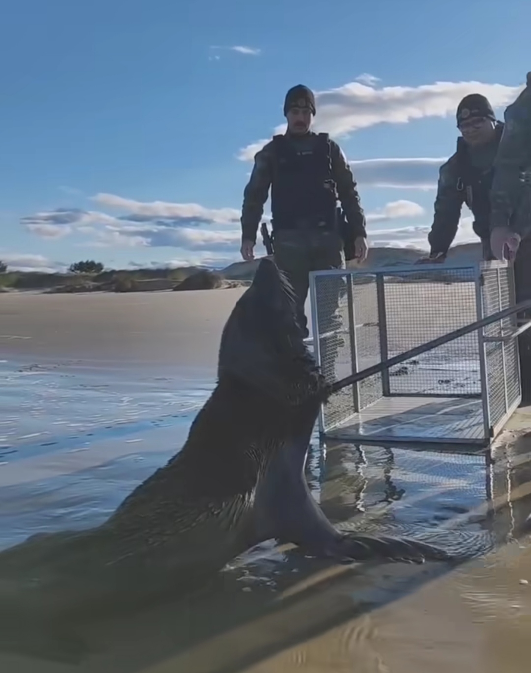 1º Batalhão Ambiental da Brigada Militar realiza salvamento de lobo-marinho em Torres