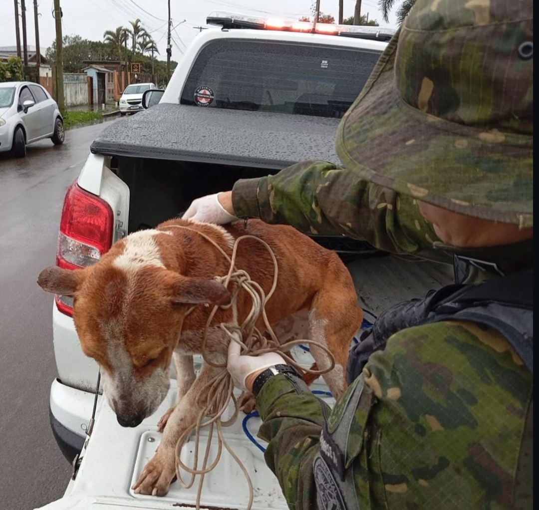 Cão é resgatado em situação de maus-tratos em Tramandaí