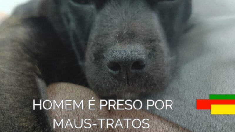 Brigada Militar prende homem que mutilou cachorro no Litoral Norte