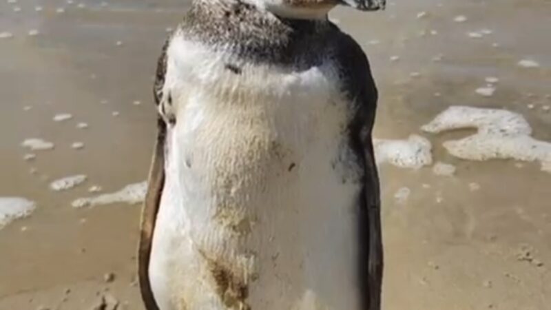 PATRAM monitora pinguim em Torres