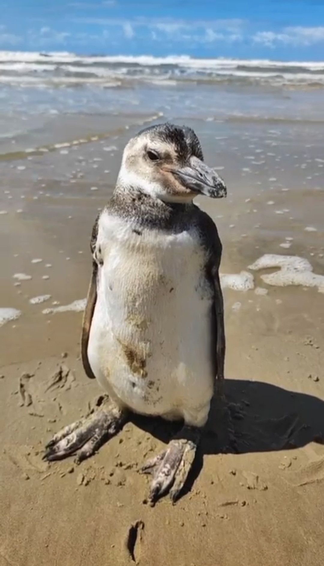 PATRAM monitora pinguim em Torres