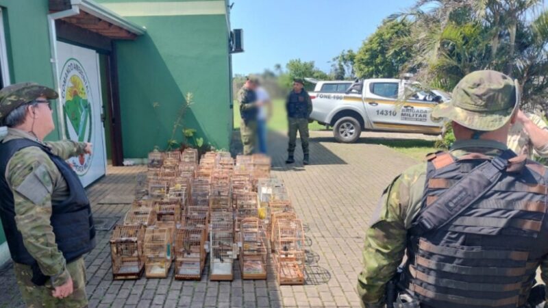 Brigada Militar flagra torneio clandestino de canto de pássaros no Litoral Norte