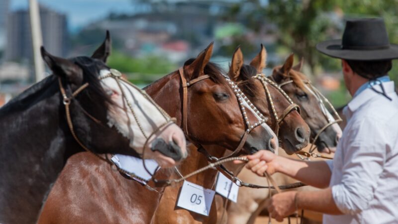 Exposição Passaporte do Cavalo Crioulo acontece nesta semana em Xangri-Lá