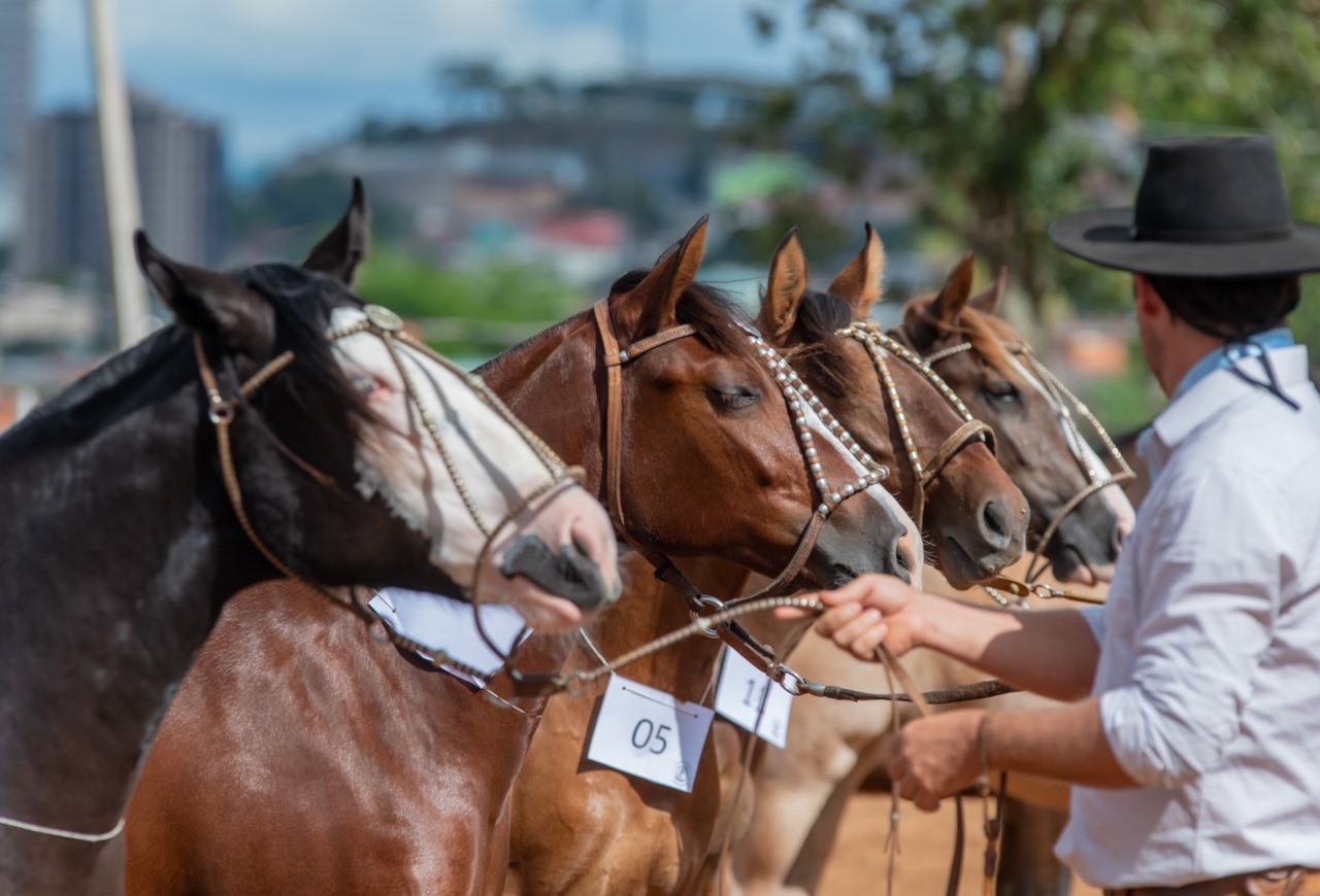 Exposição Passaporte do Cavalo Crioulo acontece nesta semana em Xangri-Lá