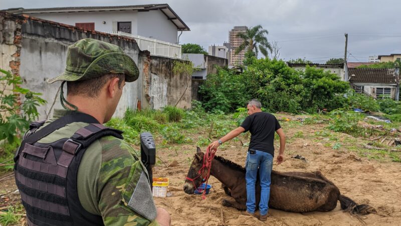 Brigada Militar resgata equinos em situação de maus-tratos em Torres