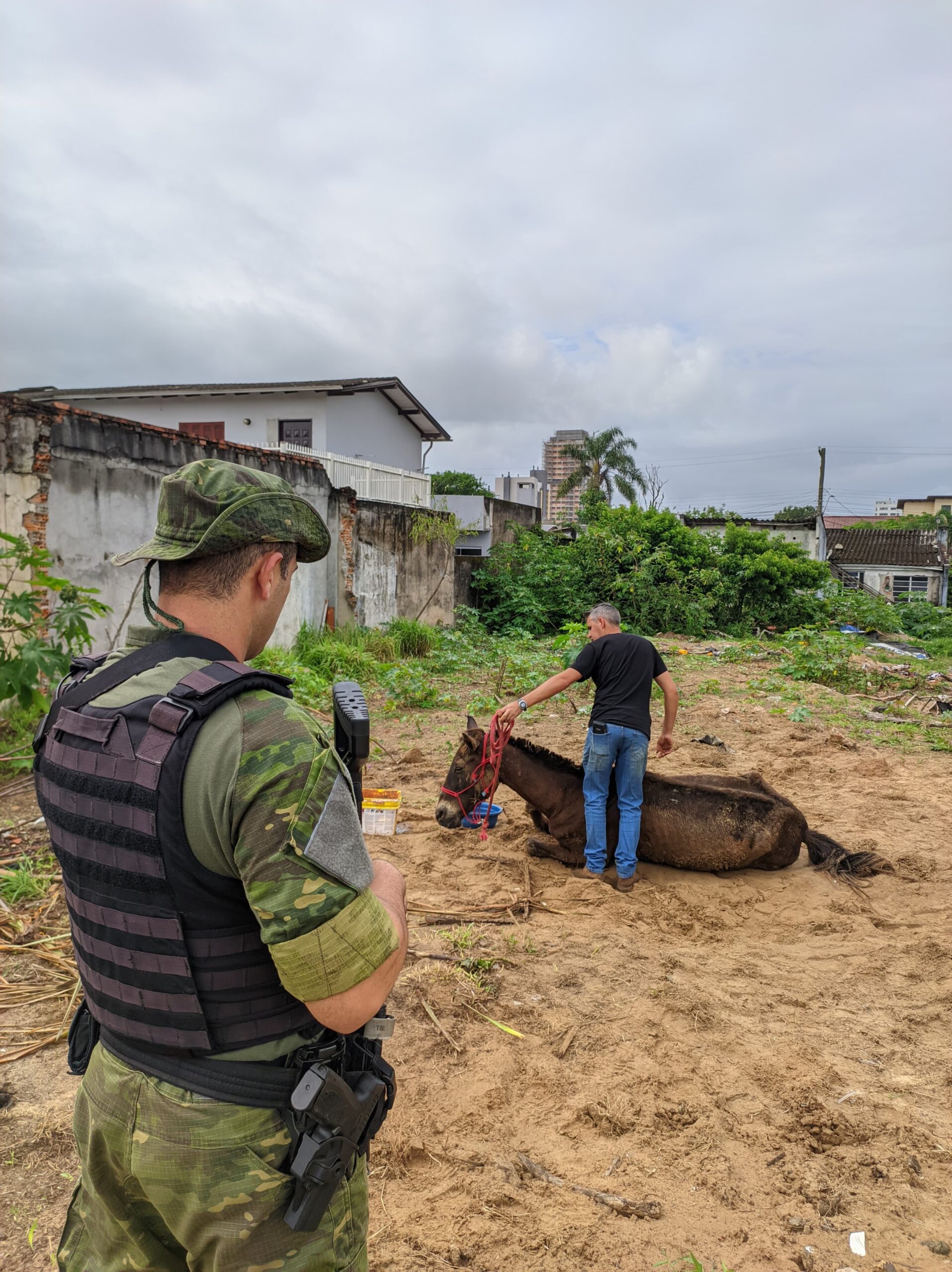 Brigada Militar resgata equinos em situação de maus-tratos em Torres