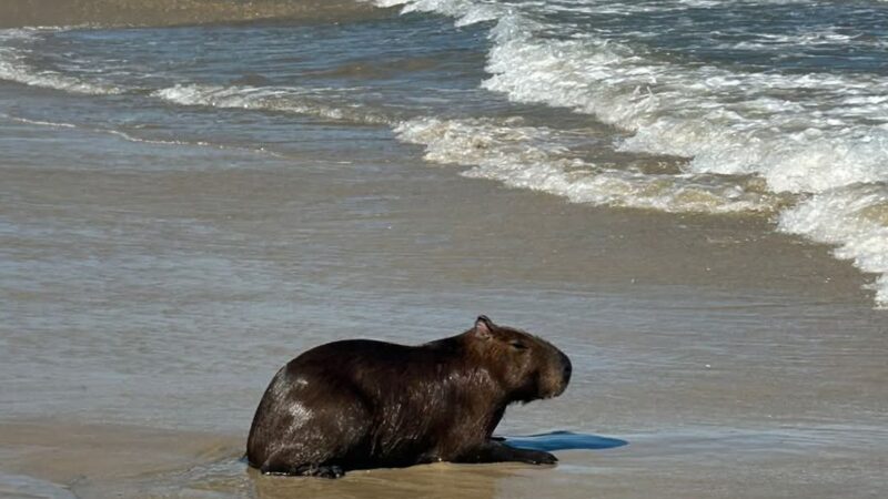 Capivara surpreende banhistas em Mariluz