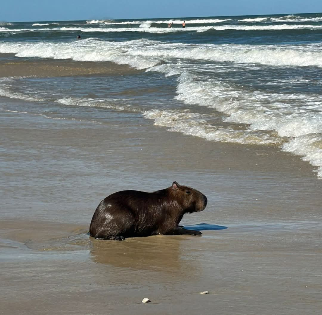 Capivara surpreende banhistas em Mariluz