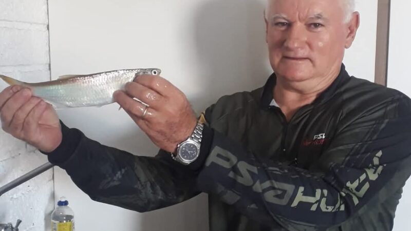 Uma sardinha lendária na pesca tradicional de Tramandaí