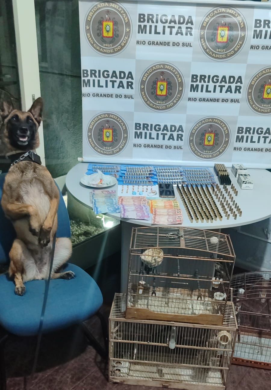 BM realiza prisão por tráfico de drogas, posse irregular de munições e crimes contra a fauna em Osório