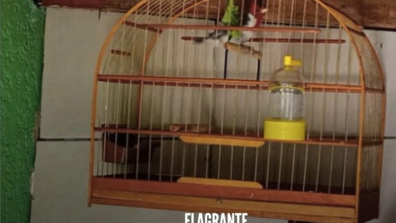 Brigada Militar flagra pássaros silvestres em cativeiro no município de Imbé