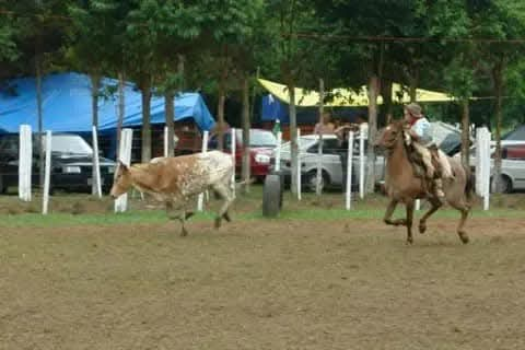 TRADICIONAL RODEIO DE PASSINHOS SERÁ REALIZADO ENTRE OS DIAS 14 E 16 DE FEVEREIRO