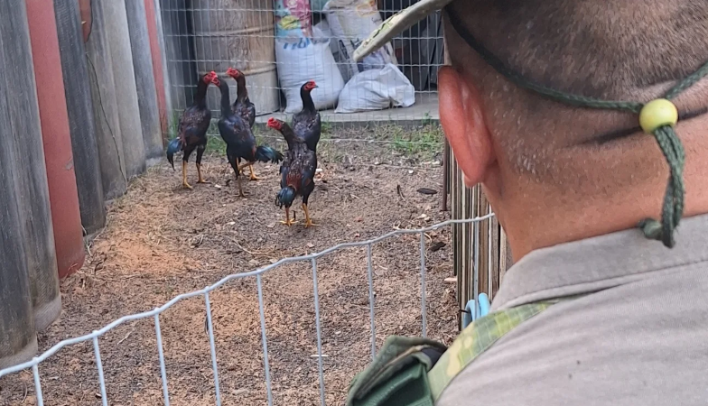 Brigada Militar flagra local usado para rinha de galos em Xangri-lá