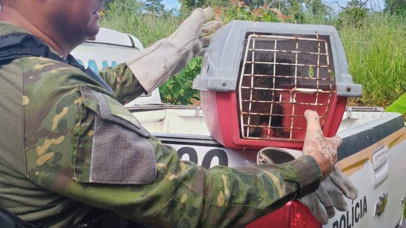 Brigada Militar realiza resgate de Ouriço em área urbana de Torres