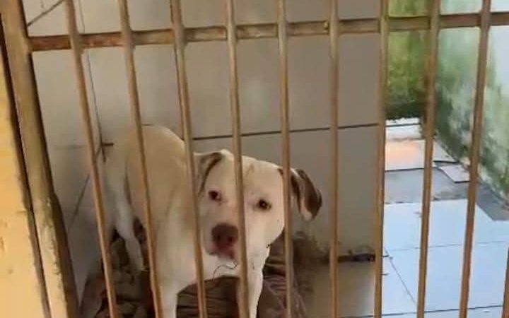 CANIL MUNICIPAL DE OSÓRIO RECEBE VISITA DE REPRESENTANTES DO MINISTÉRIO PÚBLICO E PATRULHA AMBIENTAL DA BRIGADA MILITAR