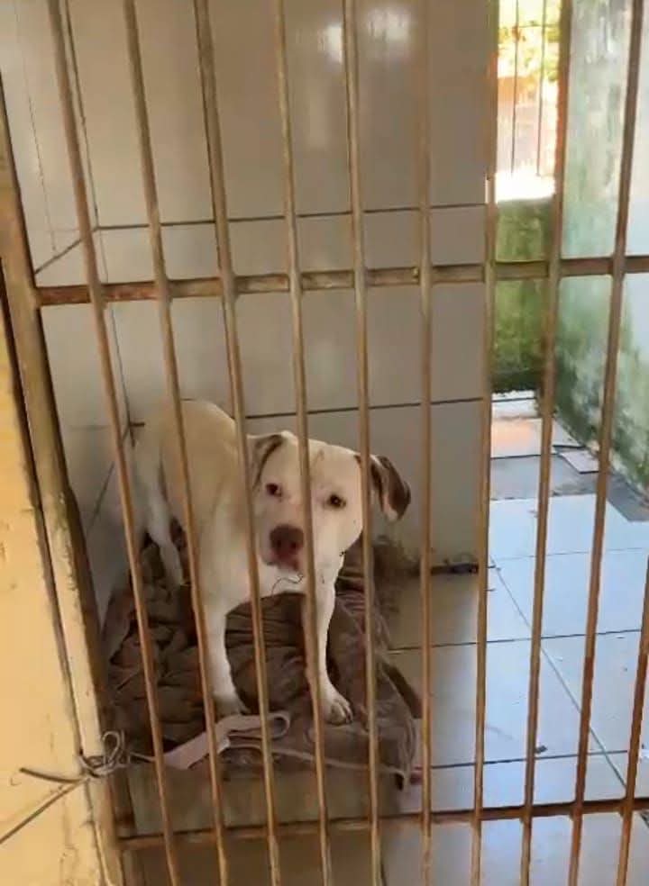 CANIL MUNICIPAL DE OSÓRIO RECEBE VISITA DE REPRESENTANTES DO MINISTÉRIO PÚBLICO E PATRULHA AMBIENTAL DA BRIGADA MILITAR