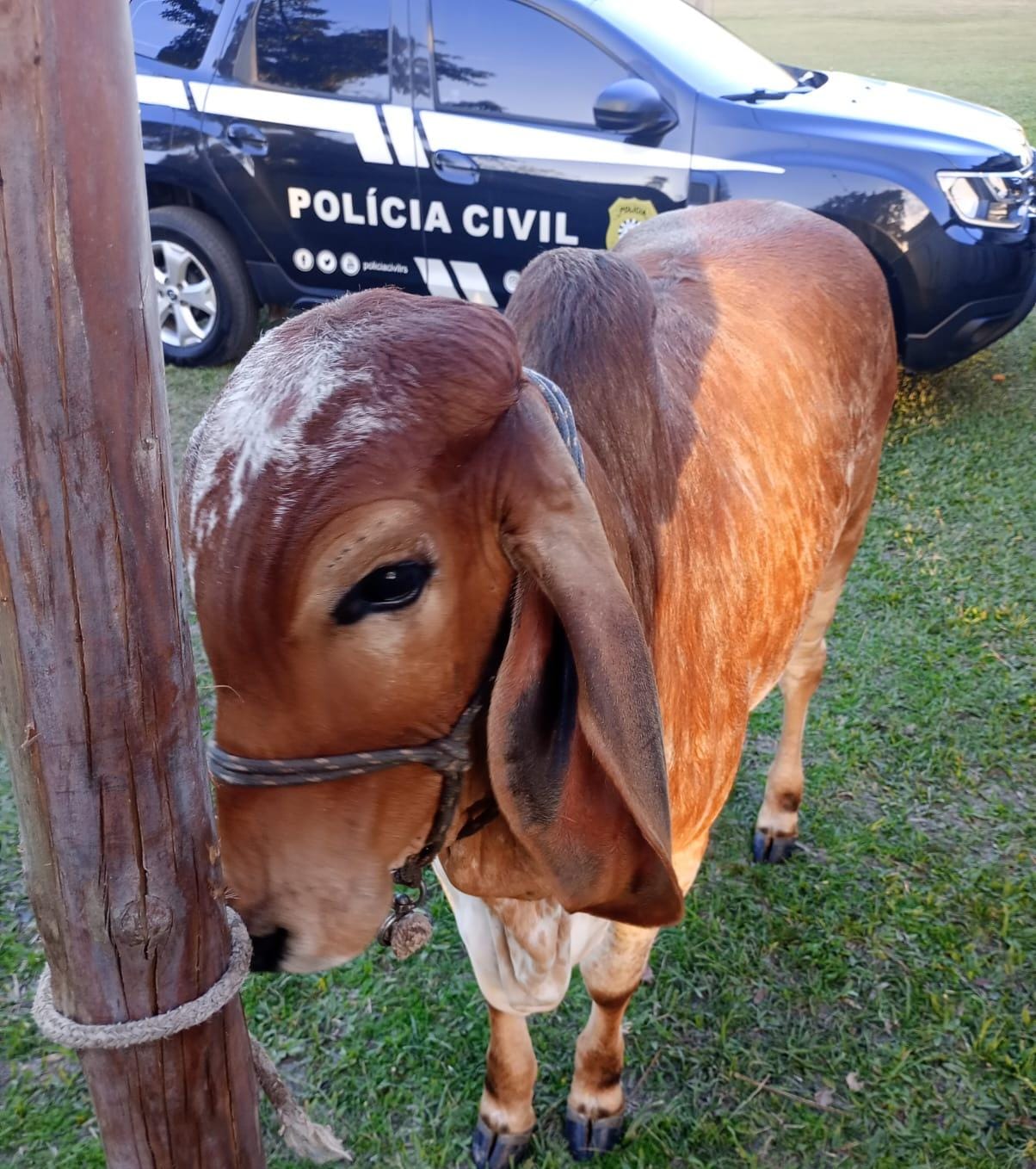 Polícia Civil recupera bovino furtado em Osório