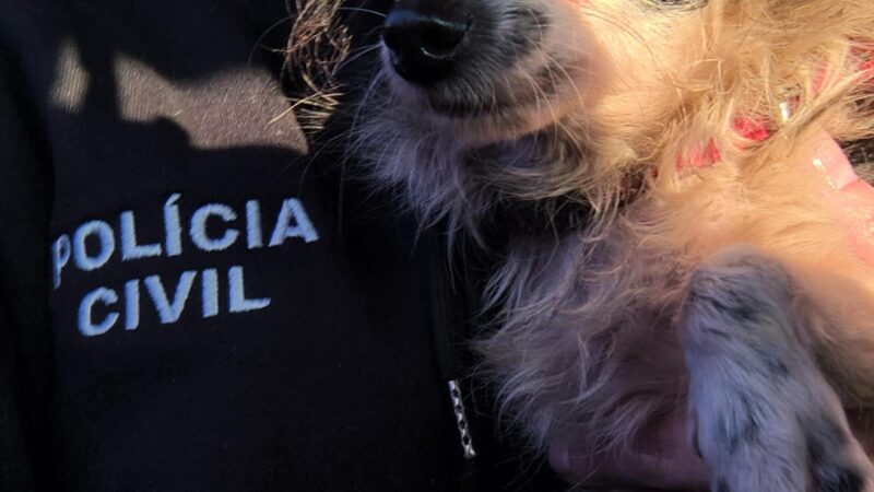 POLÍCIA CIVIL RECUPERA CACHORRO FURTADO EM SANTO ANTÔNIO DA PATRULHA