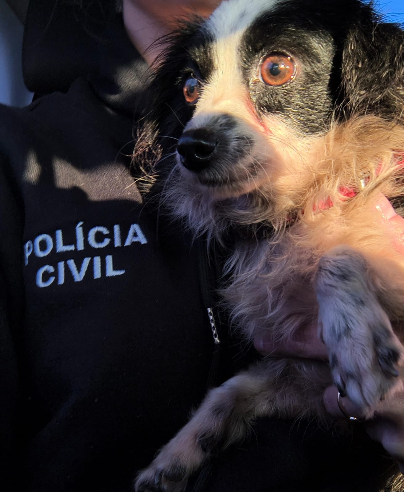 POLÍCIA CIVIL RECUPERA CACHORRO FURTADO EM SANTO ANTÔNIO DA PATRULHA