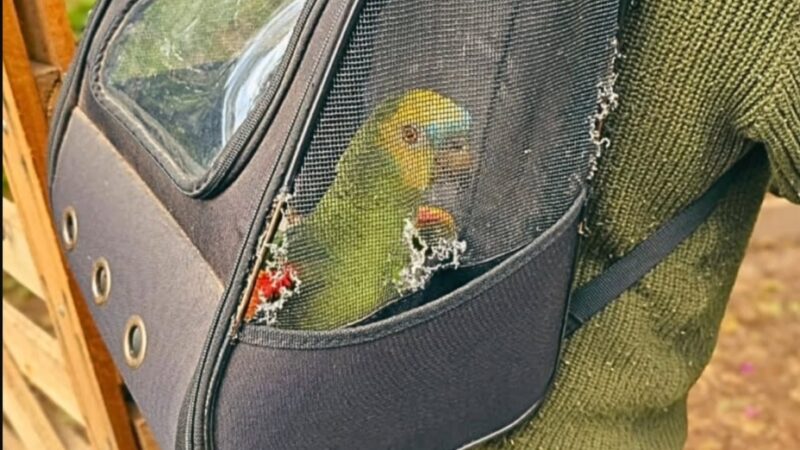 1° BABM realiza averiguação no município de Maquiné