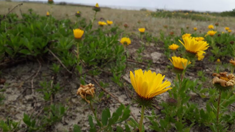 Margarida-da-praia é classificada como criticamente ameaçada de extinção em estudo com participação da UFPel