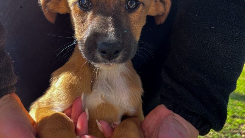Administração Municipal oferece a castração gratuita de cadelas e gatas em Osório