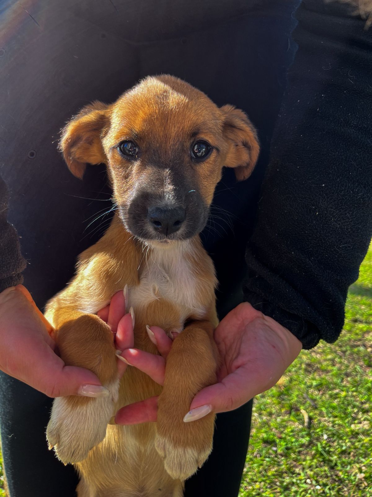 Administração Municipal oferece a castração gratuita de cadelas e gatas em Osório