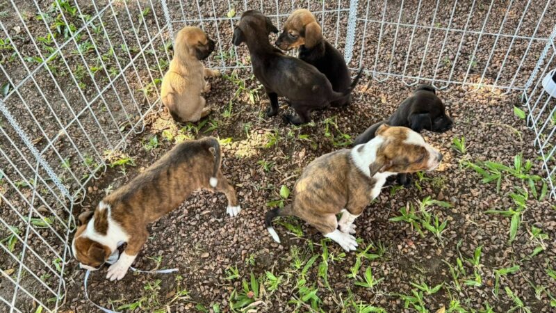 Feira de adoção de animais ocorre neste sábado em Osório